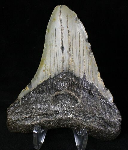 Megalodon Tooth - North Carolina #20804